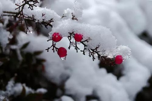 雪花/ 寒冰