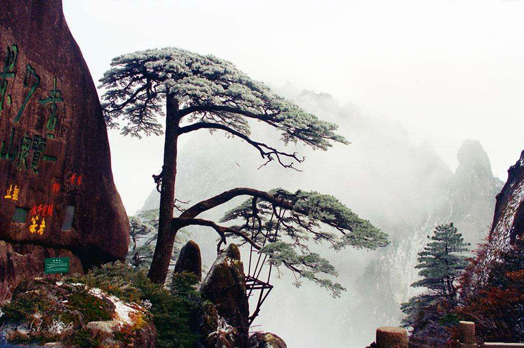 世界最著名十棵松树:八棵在中国,超过1400年历史,马云图片