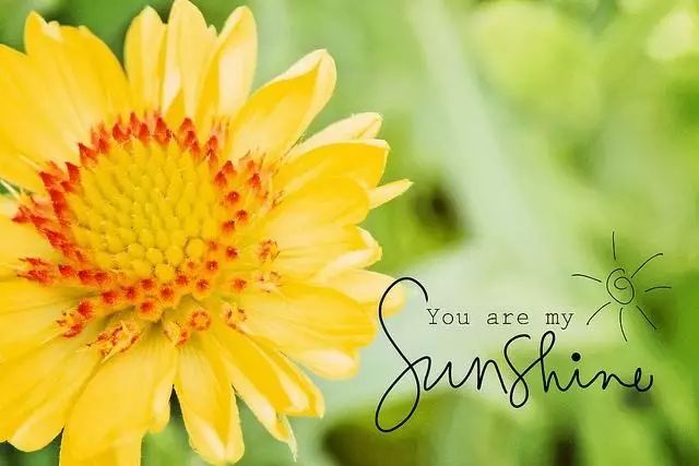 you are my sunshine,美到要哭的一首歌!