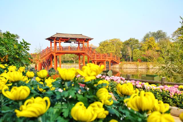 去开封赏菊 睡在清明上河园 梦里也闻菊花香