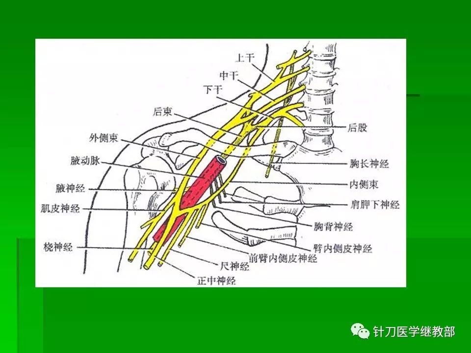 颈肌肉及颈脊神经的功能解剖