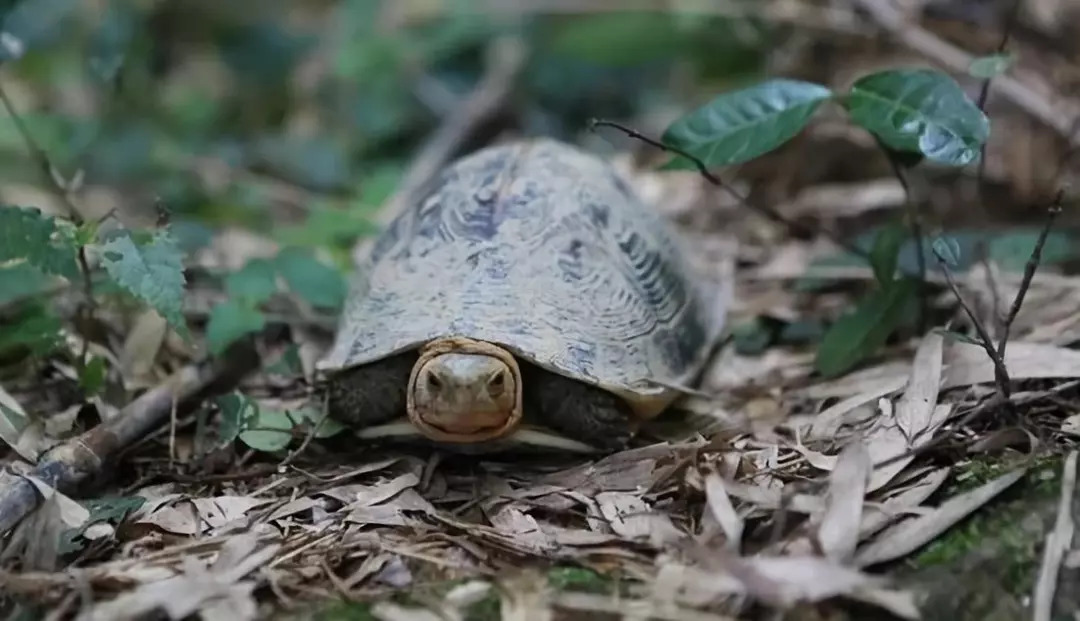 黄缘闭壳龟仿生态环境中的湿度控制