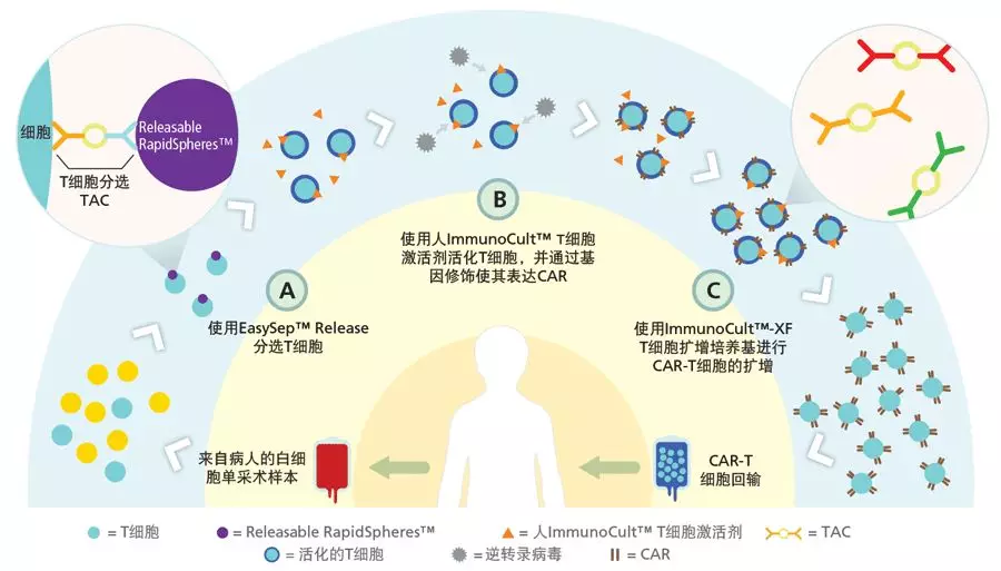 使用stemcell的产品生产嵌合抗原受体(chimeric antigen receptor