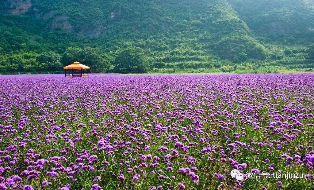 北京密云这片人间花海开得正盛!