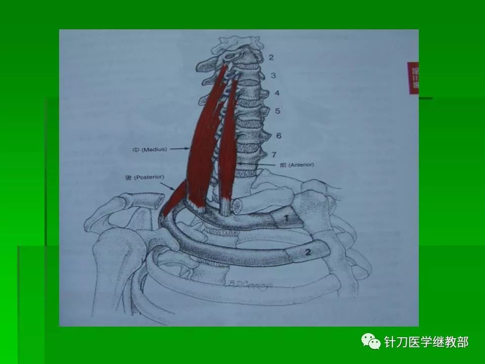 颈肌肉及颈脊神经的功能解剖