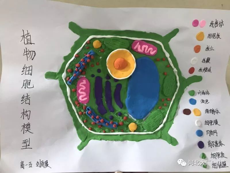 学品展示寓学于乐心灵手巧高一年级生物细胞模型制作展