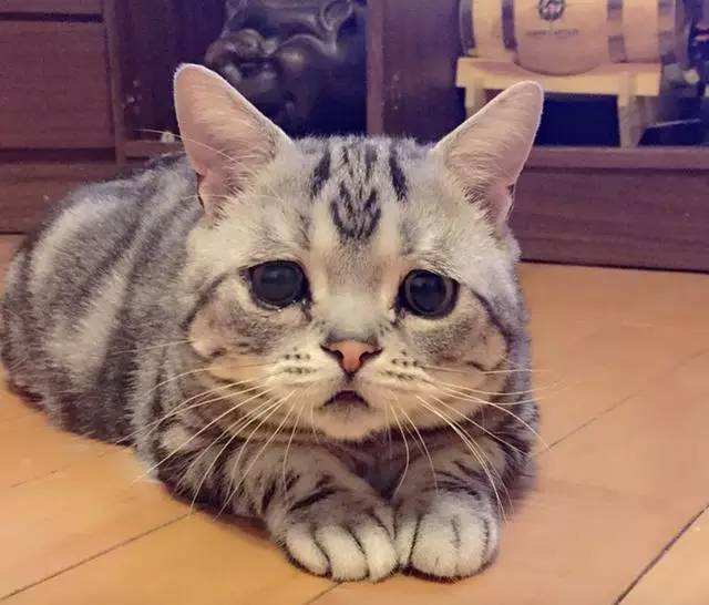 它是全世界最悲伤的猫咪已融化了76万网友