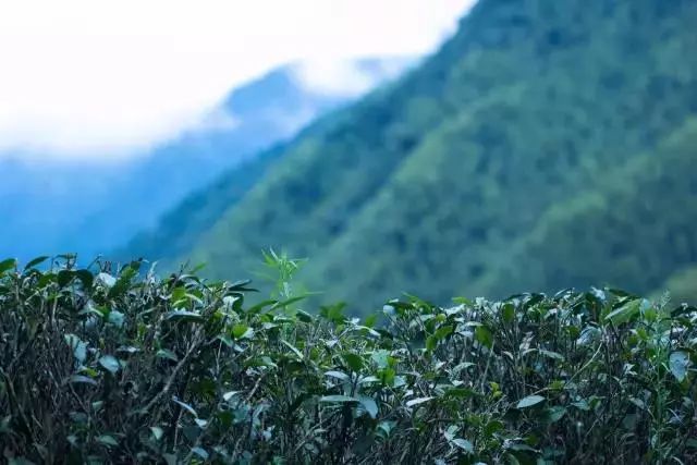 "众所周知,桐木关有三大核心山场:挂墩,江墩和麻粟,其中海拔最高的山