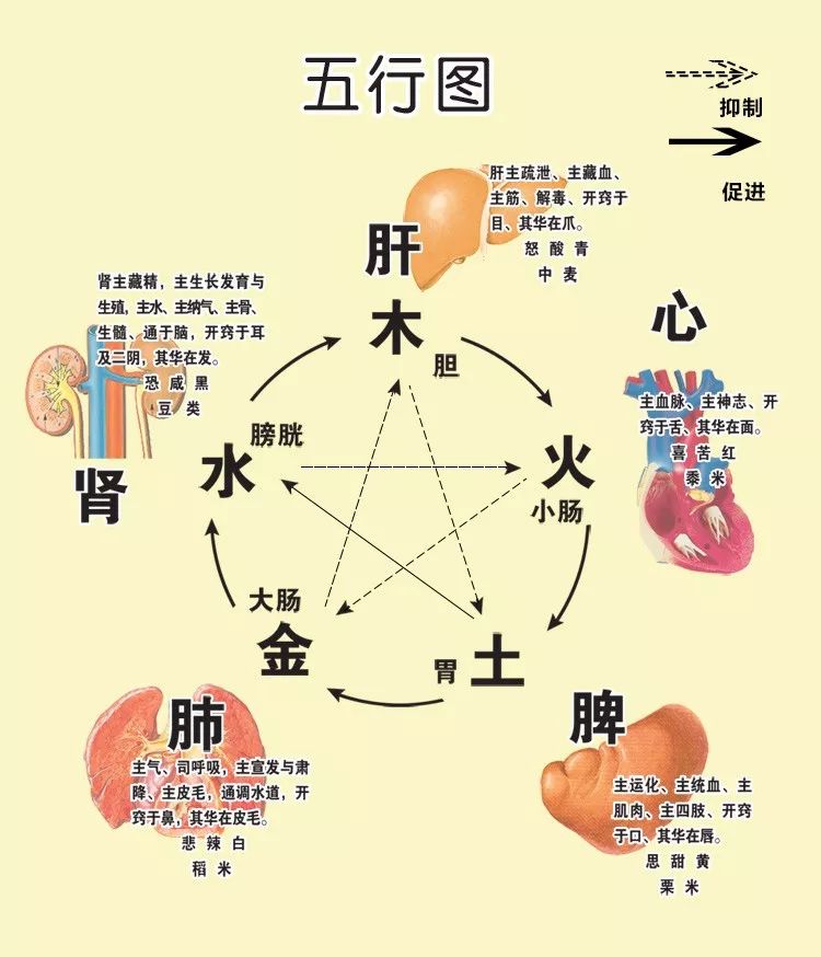 木-五行之谜-金-水-火-土的象征意义 (木五行是什么意思)