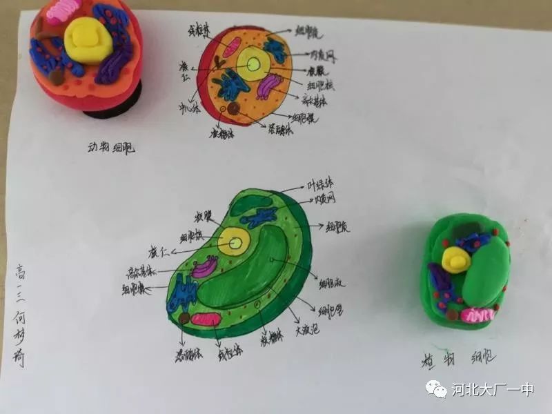 【学品展示】寓学于乐,心灵手巧——高一年级生物细胞