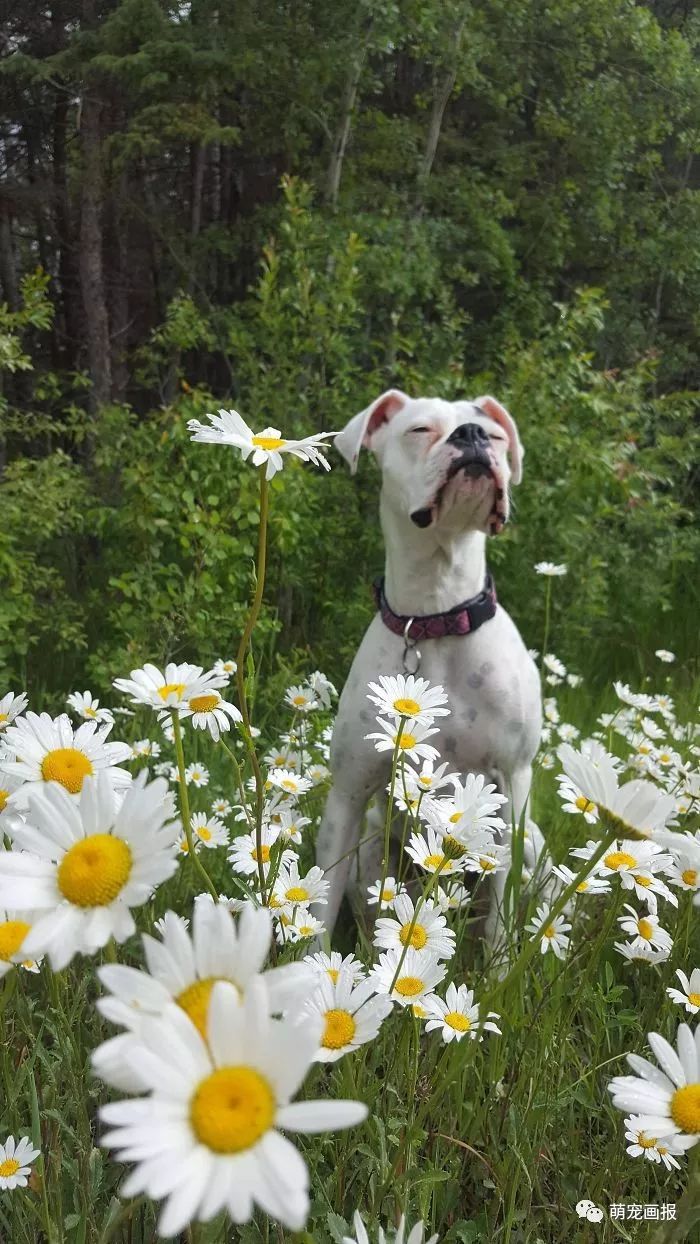 拳师犬真是一种傻萌傻萌的狗狗