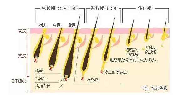 脱甲金油是什么原理_羊尾油是什么部位