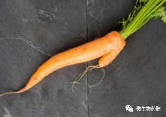 胡萝卜食用部位为肉质直根,一旦畸形根产生,胡萝卜品质下降,严重影响