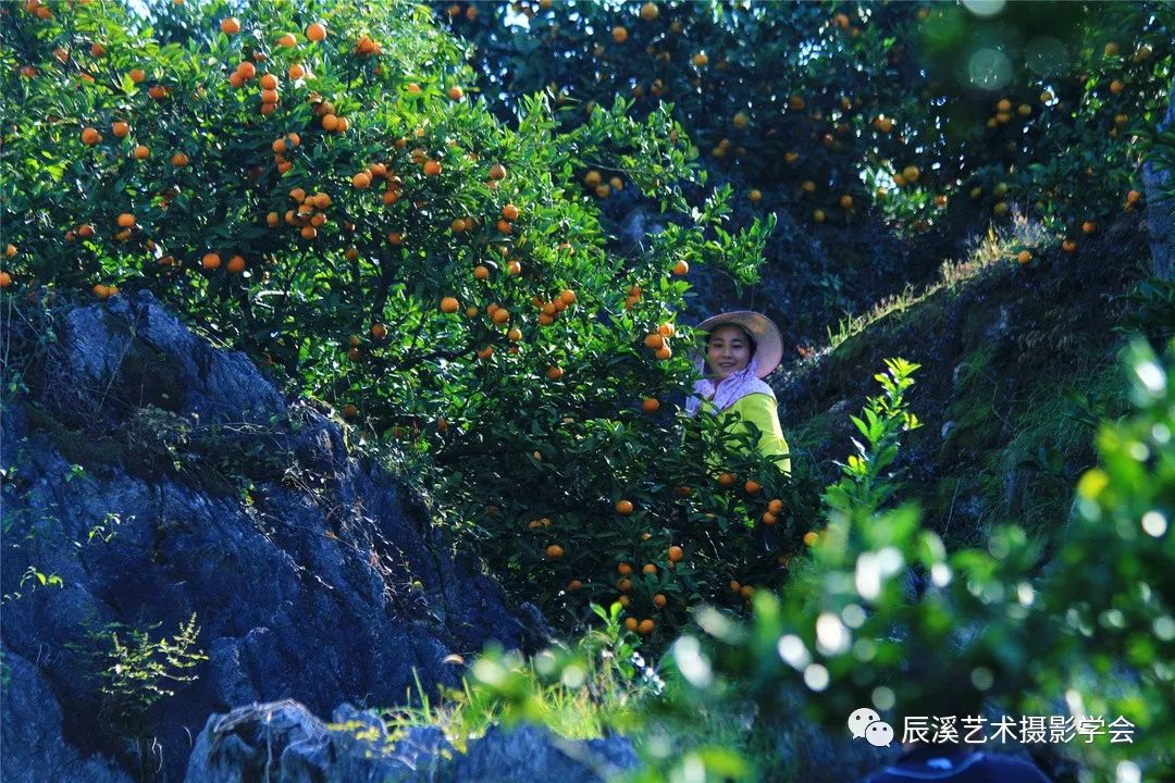 魅力辰溪|金色橘园道丰年,辰溪的橘子红啦,快来采摘吧!