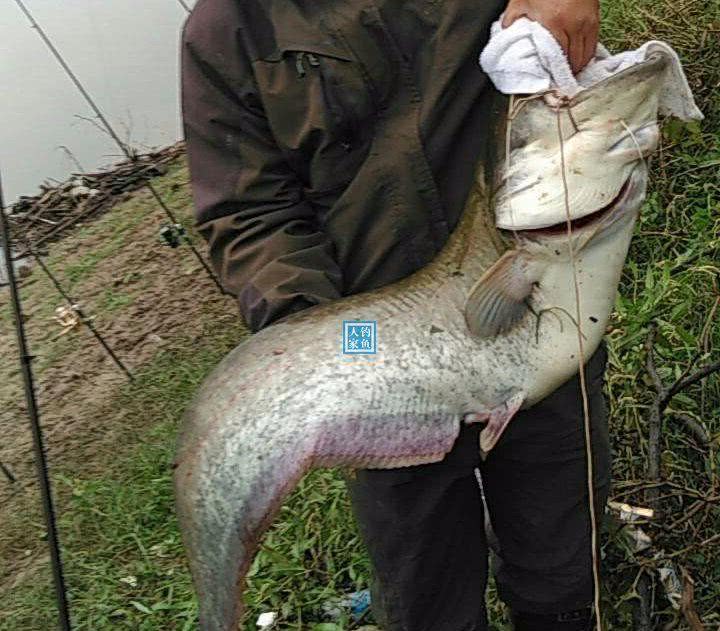 长江支流野河,钓获一条6斤中华倒刺鲃鱼,还钓获20斤的巨口鲶鱼