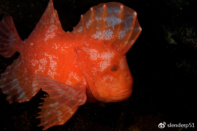 澳大利亚近海常见冷水特有鲉形目鱼类图集