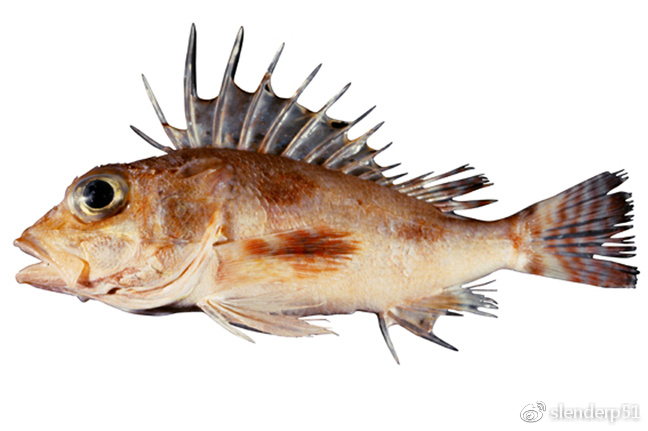 thetidis) 鲉科/scorpaenidae 英文名为scorpionfishes,是鲉形目鲉亚