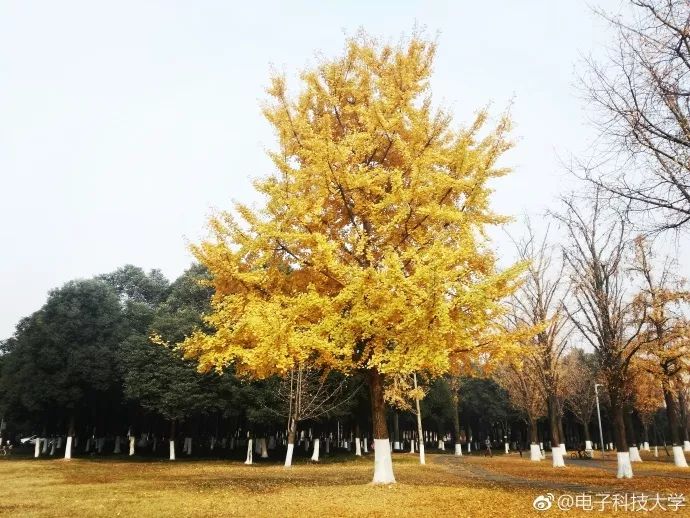 电子科技大学今天就来盘点一下四川高校银杏观赏~那么,成都银杏哪家美