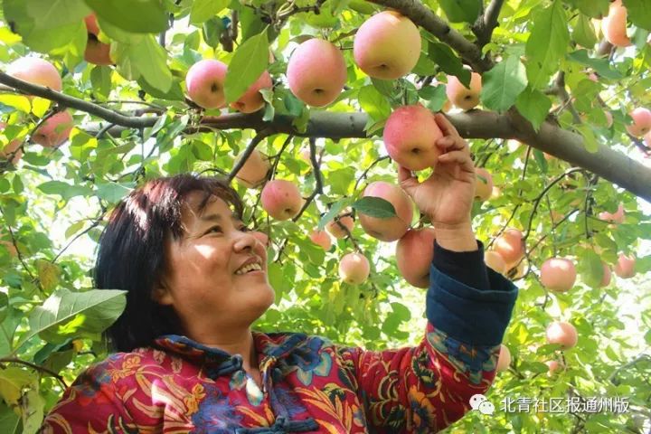 农场直通车 | 通州苹果采摘季来啦!摘果儿吃炖大鹅 农家一日游走起