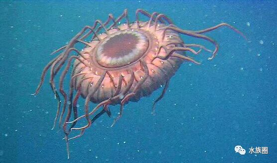 世界十大海洋剧毒生物,总有一种你没见过