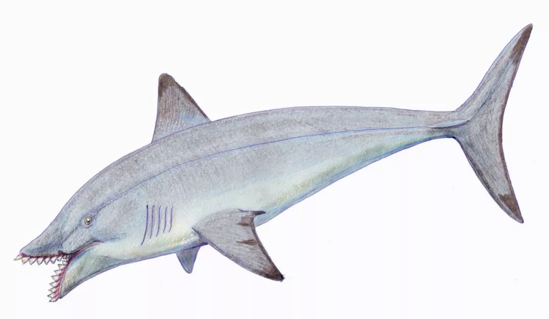 巨齿鲨:逝去的海洋霸