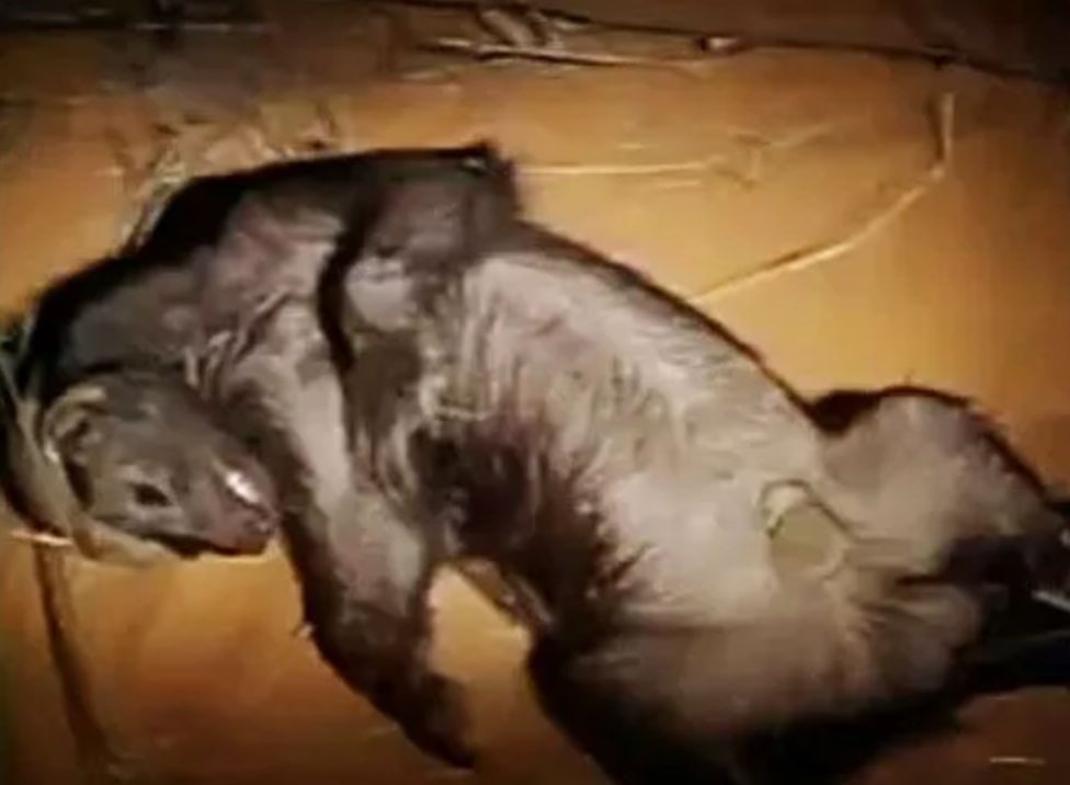 世界上最无所畏惧的动物：平头哥（蜜獾）