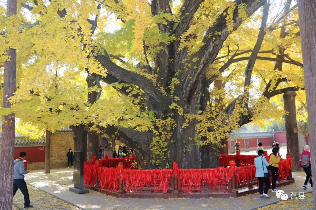 时隔8年,再探莒县千年银杏树!(视频 组图)