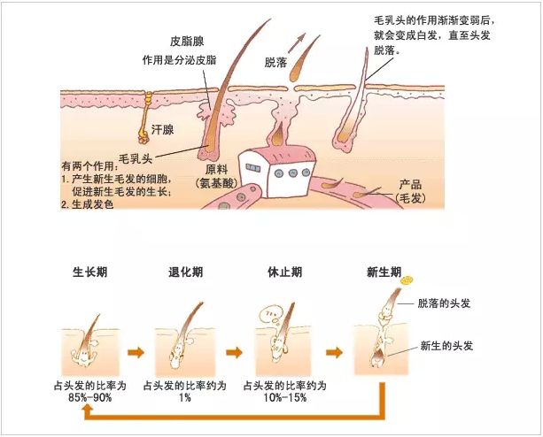 人口毛密度_人口密度是中国2.5倍,日本工薪阶层凭啥能住独栋洋楼(3)