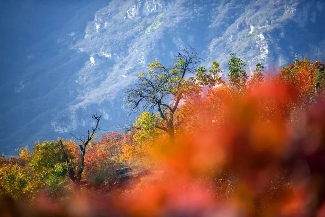 一株百年黄栌王,矗立在半山腰,处在风口的黄栌叶早已红的发紫,深红的