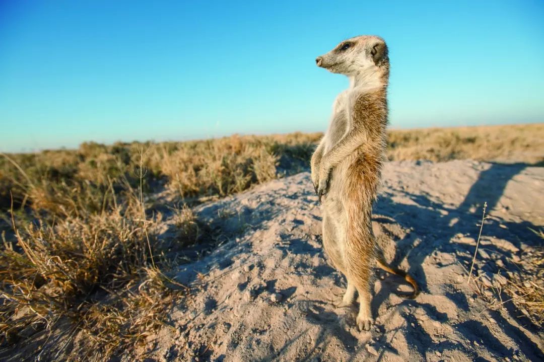 非洲大草原是个危险的地方,特别是对于那些体型娇小的动物,比如狐獴.