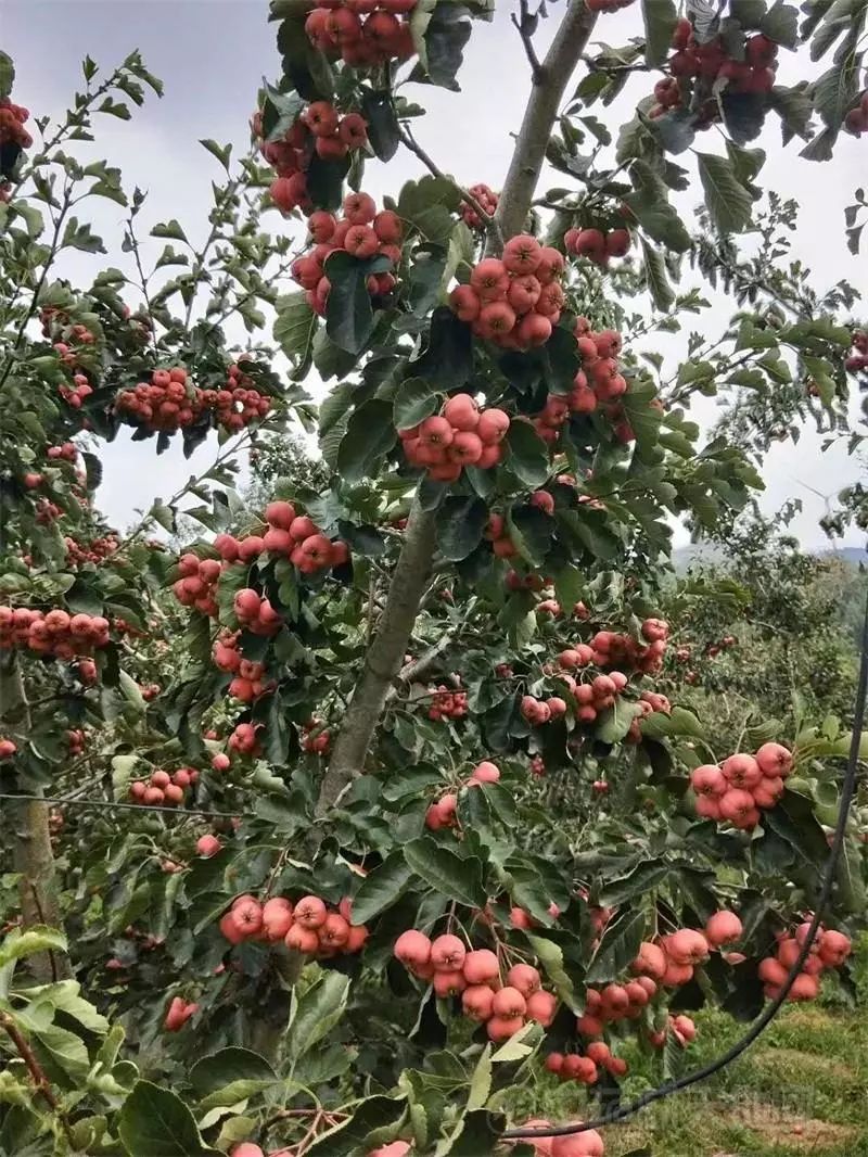 一,山楂简介 本品为蔷薇科植物山里红或山楂的干燥成熟果实.