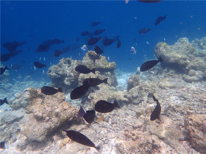 马尔代夫哪个岛周围珊瑚漂亮,浮潜最好?马尔代夫浮潜