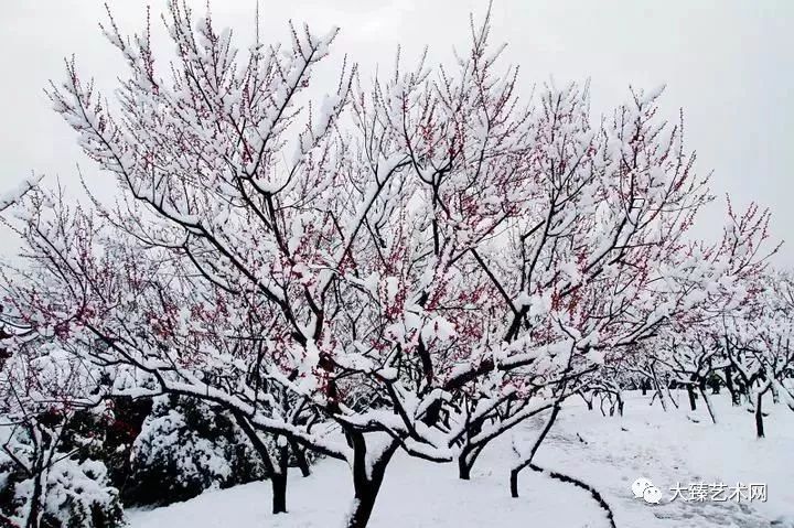 踏雪寻梅,闻香而去