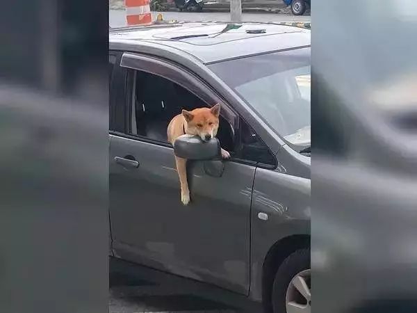 狗子坐在副驾驶等铲屎官回来，“生不如死”的表情太搞笑了