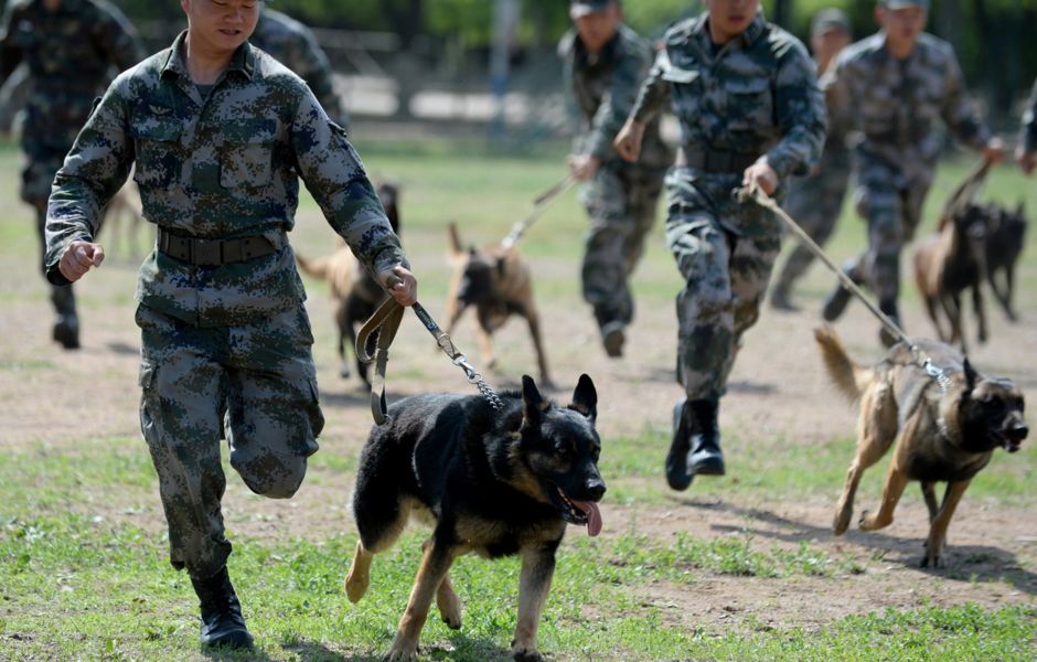 请欣赏身怀绝技的军犬_训练