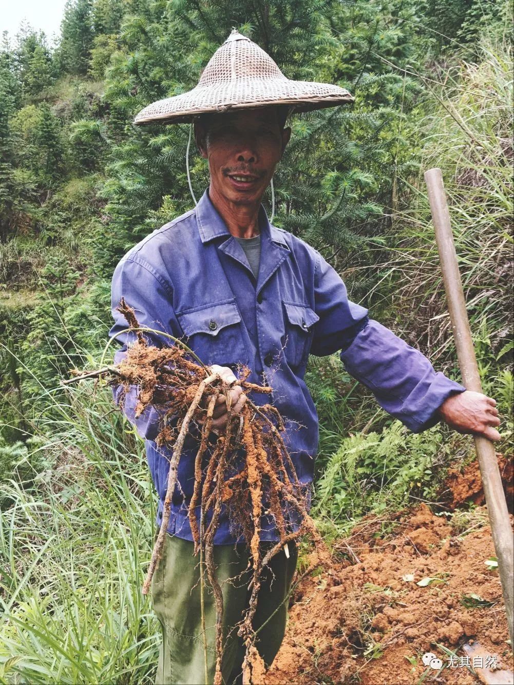 山里人便会上山挖取蕨根制作蕨粉而每年八九月还未展开叶子的蕨就成为