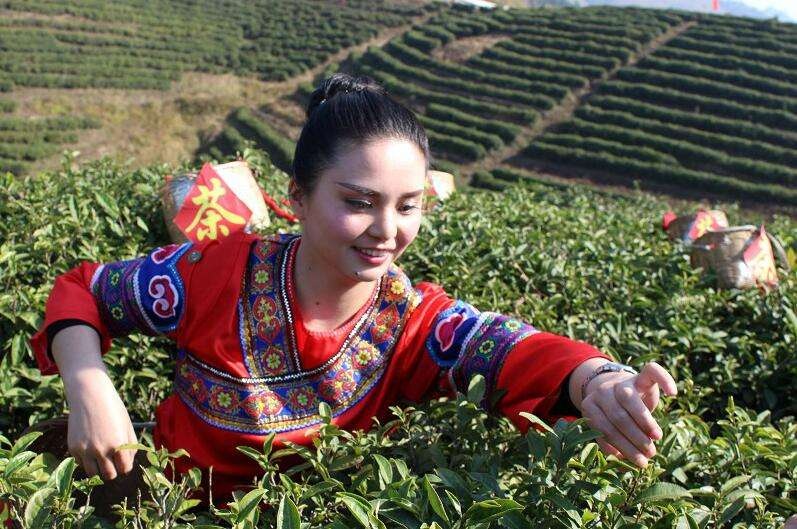 姑娘茶是布依族未出嫁的姑娘精心制作的茶叶,制好的这种茶叶都不拿