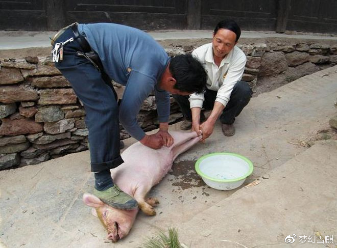 敲猪是农村人流行的传统手段,可是你了解有多少呢?