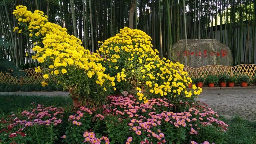 等处,内园以雪海堂和醉白池四周为重点布展区域,将盆栽菊,造型菊,树菊