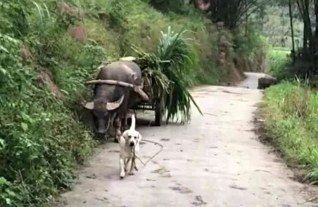 老牛贪吃路边的青草,狗狗看不下去又没有办法