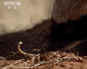 世界上最无所畏惧的动物：平头哥（蜜獾）