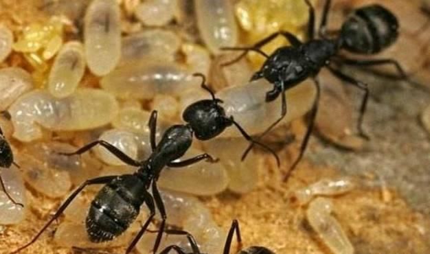 假如"蚁后"死了,剩下的蚂蚁会变得怎么样?看完大开眼界