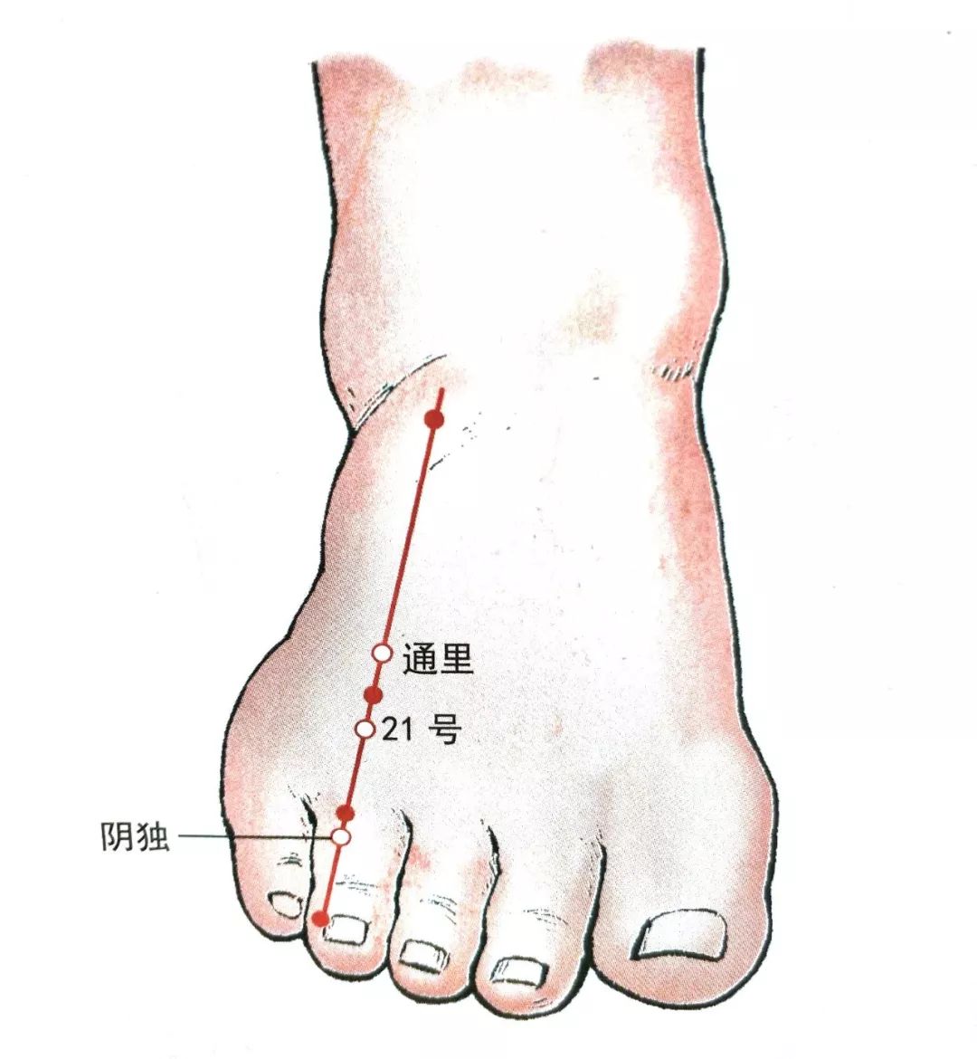 经外奇穴|21号_足窍阴连线