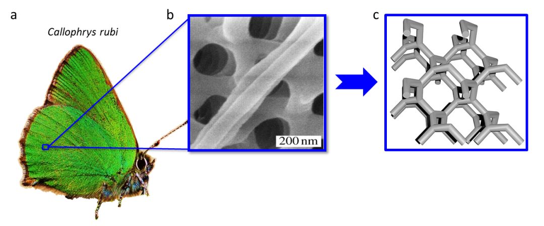 advanced optical materials:螺旋形 srs-网格——超越自然的光子晶体