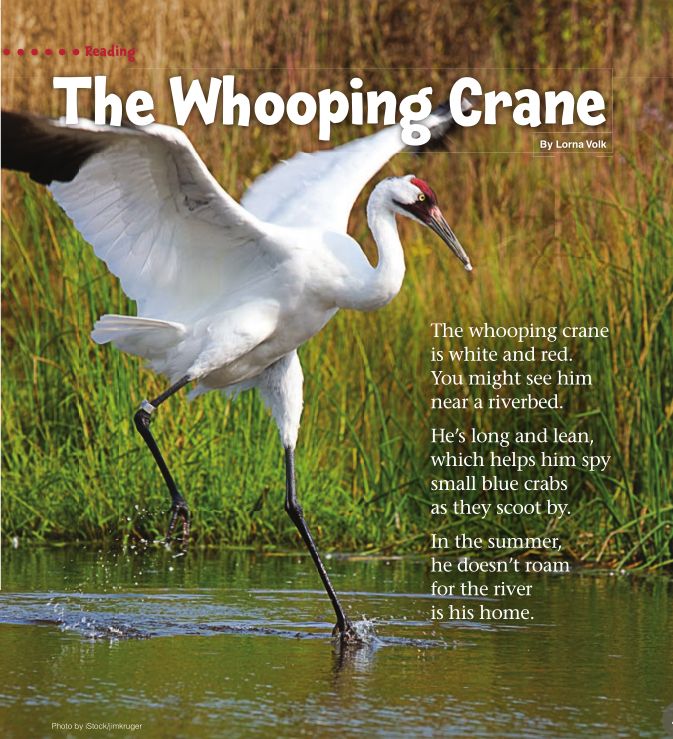 ▼ reading    the whooping crane (p2)