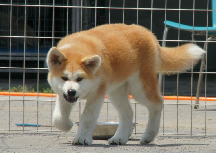 教你区分普通秋田犬和赛级秋田犬有什么区别