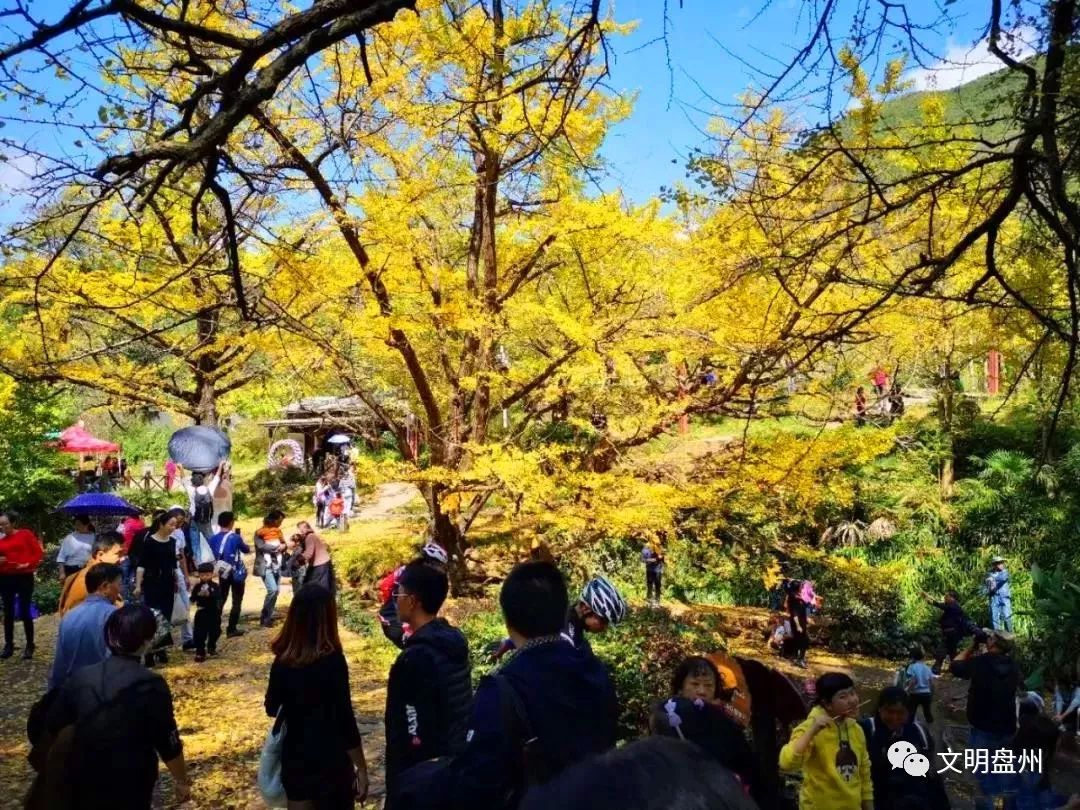 盘州妥乐古银杏景区