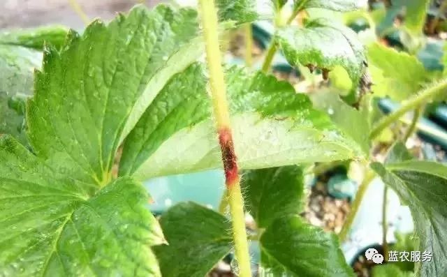 专家建议草莓定植后至现蕾期病虫害绿色防控措施