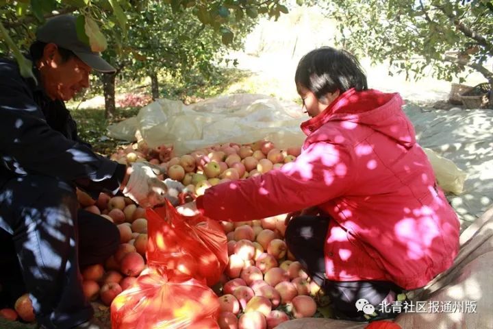 农场直通车 | 通州苹果采摘季来啦!摘果儿吃炖大鹅 农家一日游走起