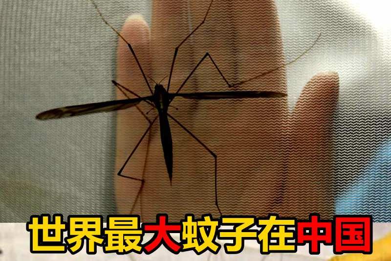 全球最大蚊子在中国!吃货称"三个蚊子一盘菜"